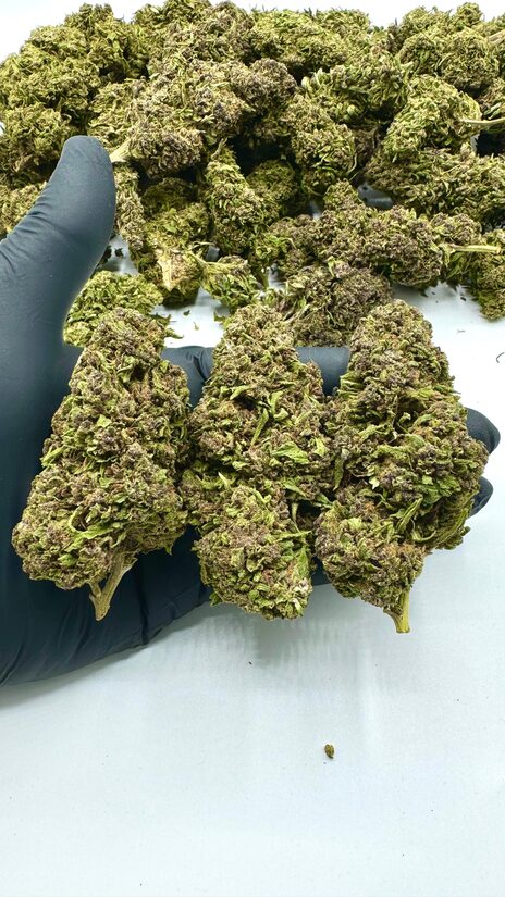 LIME PURPLE Hanfblüten – einzigartiges Zitrus- und Beerenaroma